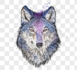 狼头像手绘水彩素描元素图片