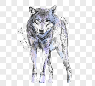 狼野兽手绘水彩素描元素图片