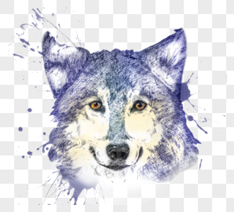 狼头像手绘水彩元素图片