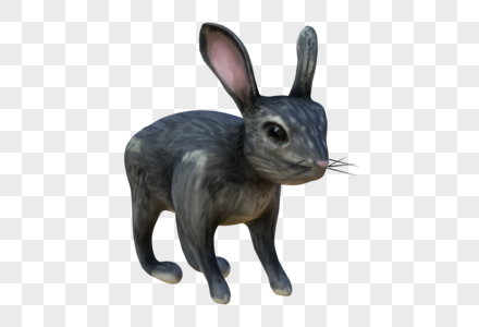 Rhino兔子模型图片
