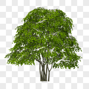 绿色环保参天大树图片