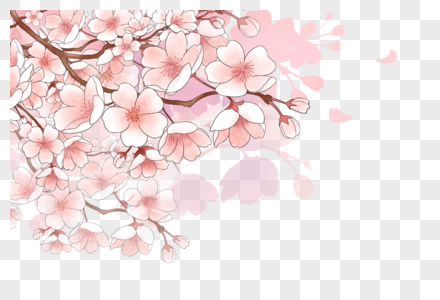 樱花樱花枝春天高清图片
