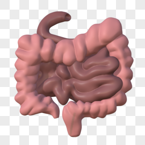 肠子器官模型图片