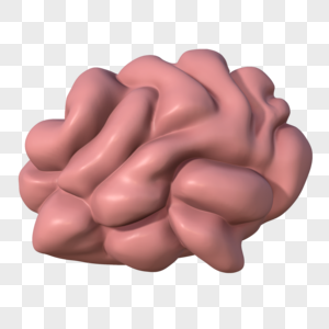 大脑器官模型图片