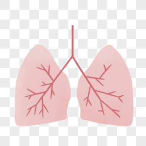 器官肺人体结构高清图片