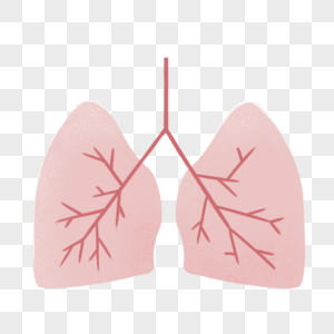 器官肺图片