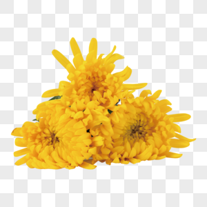 黄色花卉菊花金丝菊高清图片