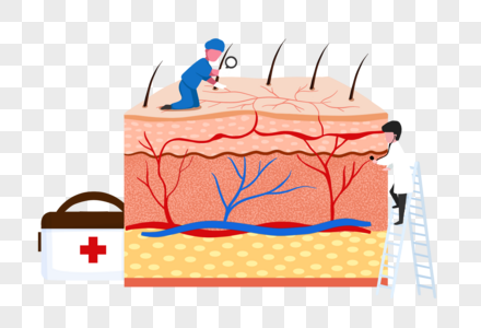 面部红血丝皮肤分层高清图片