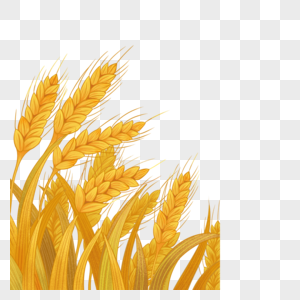 小麦麦子麦芒高清图片