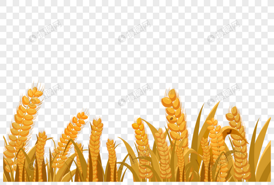 小麦麦田图片
