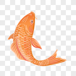 红色锦鲤红海中常见的鱼高清图片