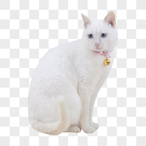 清新小猫咪肥猫白猫动物图片