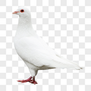 白色的鸽子图片
