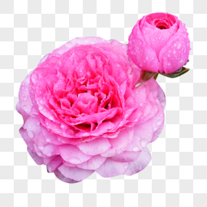 粉色花毛茛图片