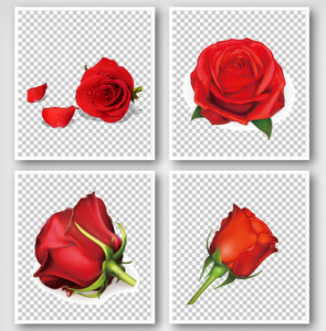 精致的玫瑰花元素素材图片