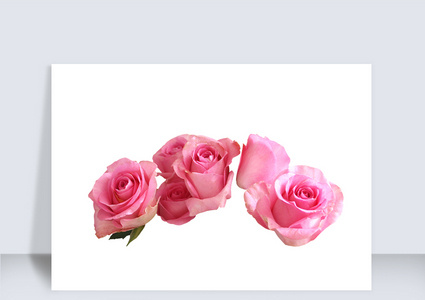 情人节玫瑰花素材高清图片
