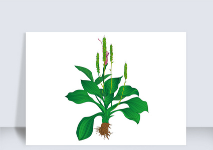 绿色中药车前草高清图片