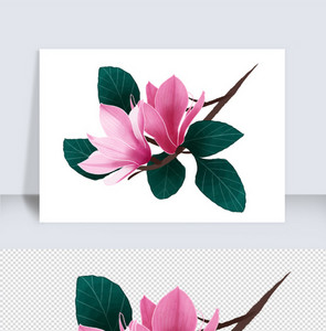粉色玉兰花中国风装饰图片