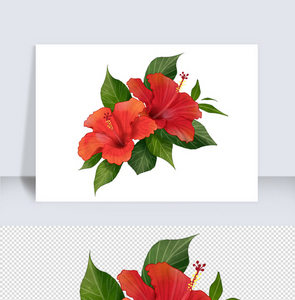 红色美丽扶桑花绿叶花卉元素图片