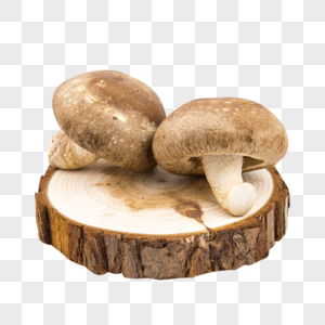 食用菌菇图片