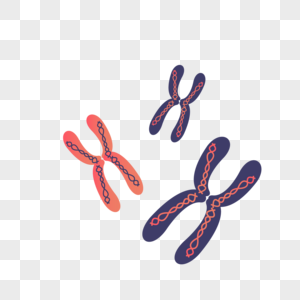 矢量染色体材料图片