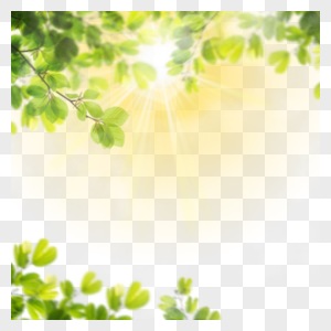 阳光绿叶夏季热带边框图片