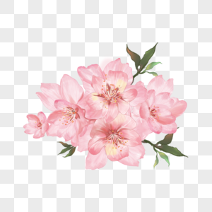 水彩重瓣樱花粉色花朵花团图片