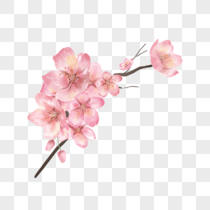 粉色水彩樱花花朵树枝图片