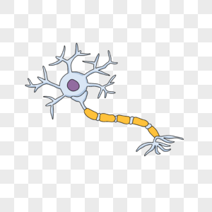 神经病学神经元髓鞘插画图片