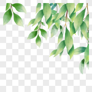 茂盛绿色植物水彩尤加利叶边框图片