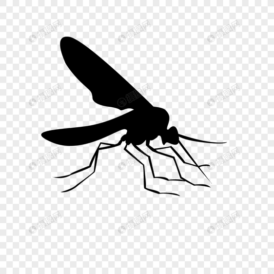 蚊虫图片