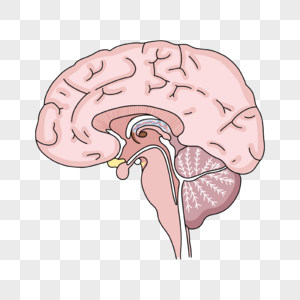 神经病学脑垂体和视交叉插画图片