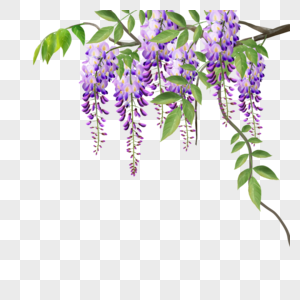 紫藤花水彩花卉爬藤叶子高清图片