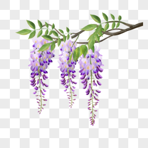 水彩紫藤花花卉藤蔓植物图片