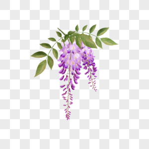 水彩紫藤花花卉藤本图片