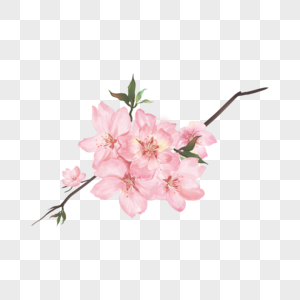 重瓣粉色樱花花朵水彩图片