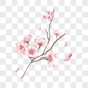 粉色樱花树枝花朵水彩图片