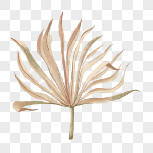 水彩植物干棕榈叶图片