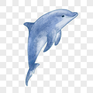 乖巧的蓝色水彩海豚图片