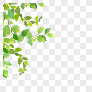 植物学图案水彩尤加利叶边框高清图片