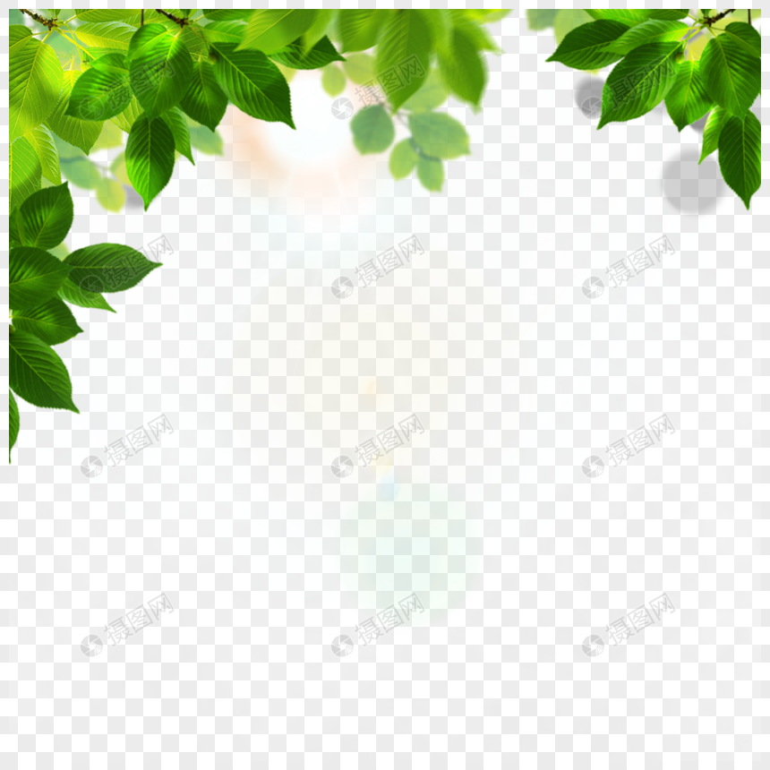 阳光树叶热带夏季绿色边框图片