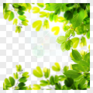绿色夏季树叶阳光边框图片