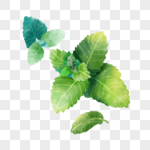 水彩植物叶子薄荷唇形科绿色图片