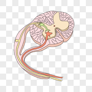 神经病学反射弧神经系统插画图片