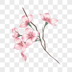 水彩樱花树粉色花骨朵图片