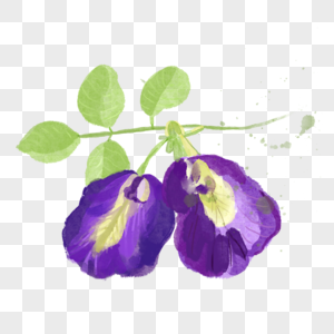 两朵紫色的碗豆花图片