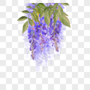 水彩紫藤花花卉植物图片