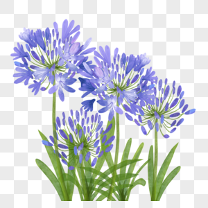 百子莲水彩花叶蓝色植物高清图片
