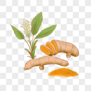 姜黄香料咖喱粉植物图片