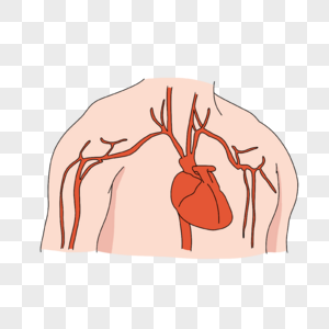 心脏病学心脏及冠状动脉插画图片